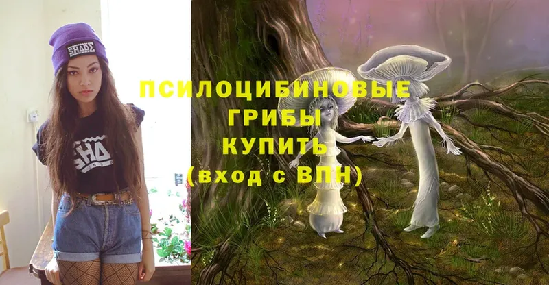 где купить наркоту  Карачев  Псилоцибиновые грибы MAGIC MUSHROOMS 